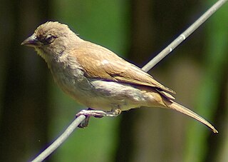 <span class="mw-page-title-main">Swahili sparrow</span> Species of bird