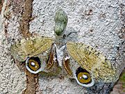 Fıstık Böceği (Fulgora laternaria) (6766673085) .jpg
