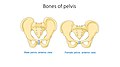 Bones of pelvis - Female pelvis anterior view Male pelvis anterior view