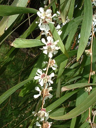 <span class="mw-page-title-main">Leptospermeae</span> Tribe of flowering plants
