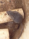 Thumbnail for Northern Baja deer mouse