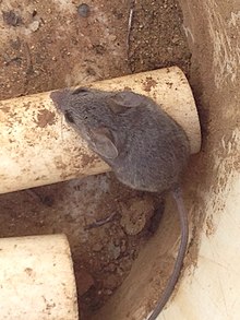 Peromyscus fraterculus.jpg