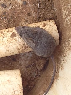 <span class="mw-page-title-main">Northern Baja deer mouse</span> Species of rodent