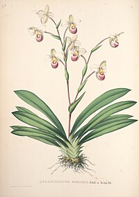 plate 34 Selenipedium schlimii Phragmipedium schlimii