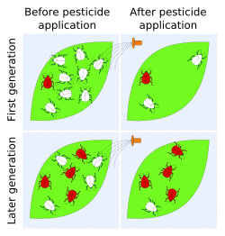 Pesticide application can artificially select for resistant pests. In this diagram, the first generation happens to have an insect with a heightened resistance to a pesticide (red) After pesticide application, its descendants represent a larger proportion of the population, because sensitive pests (white) have been selectively killed. After repeated applications, resistant pests may comprise the majority of the population. Pest resistance labelled light.svg