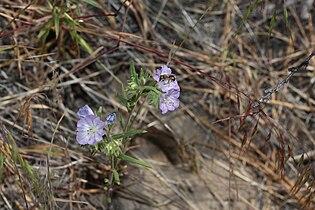 Phacelia linearis