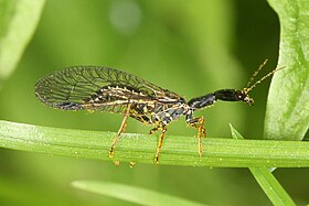 Phaeostigma notata - Raphidie - Mouche serpent.jpg