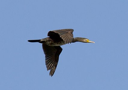 Phalacrocorax carbo - Grand cormoran