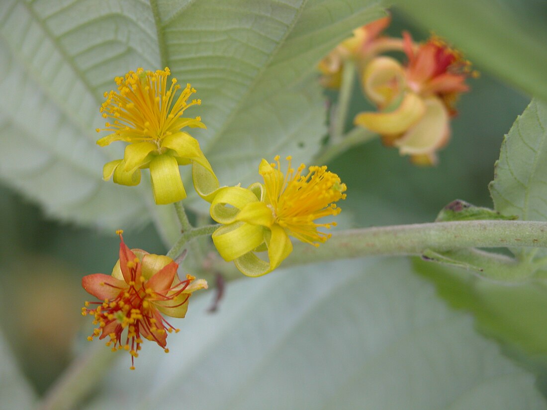 Grewia asiatica