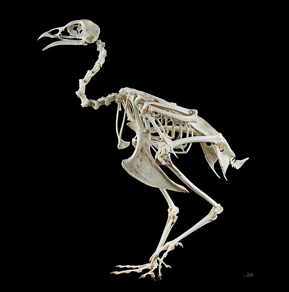 File:Phasianus colchicus MHNT Skeleton.jpg