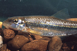 Phenacobius mirabilis