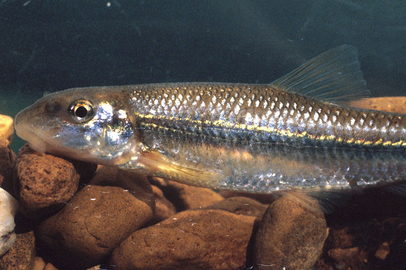 File:Phenacobius mirabilis.jpg