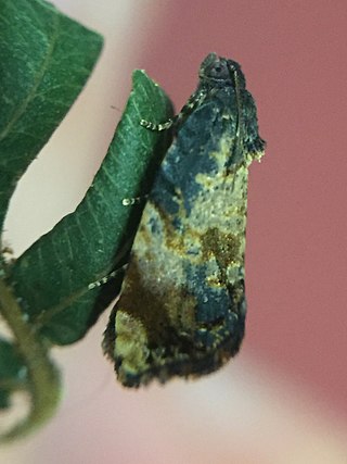 <i>Philocryptica</i> Monotypic genus of tortrix moths