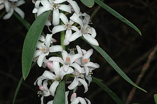 <i>Philotheca conduplicata</i> Species of plant