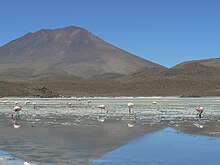 Phoenicopterus jamesi -Laguna Canapa -Bolivia-8d.jpg