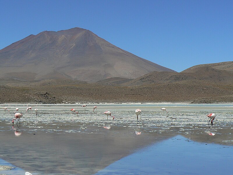 File:Phoenicopterus jamesi -Laguna Canapa -Bolivia-8d.jpg