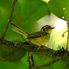 Oustalet's tyrannulet httpsuploadwikimediaorgwikipediacommonsthu