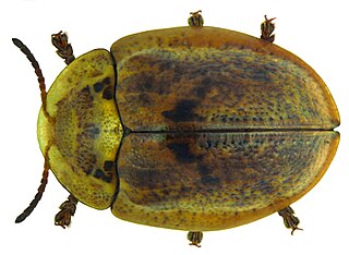 <i>Physonota alutacea</i> species of insect