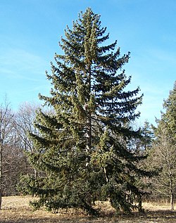 Picea koyamai Morton.jpg