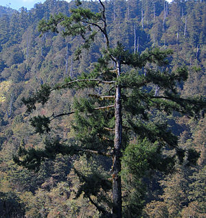 Picea morrisonicola Zilupe.jpg