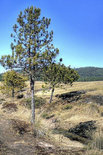 File:Piedras Encimadas árbol de Pinus teocote 1.jpg