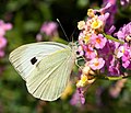 Pieris brassicae