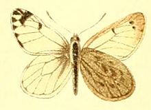 Pierphulia nysiella (nysias).JPG