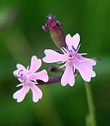 Silene aegyptiaca