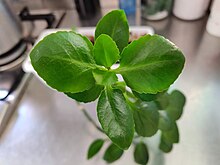 Pilea depressa à Rome 01.jpg