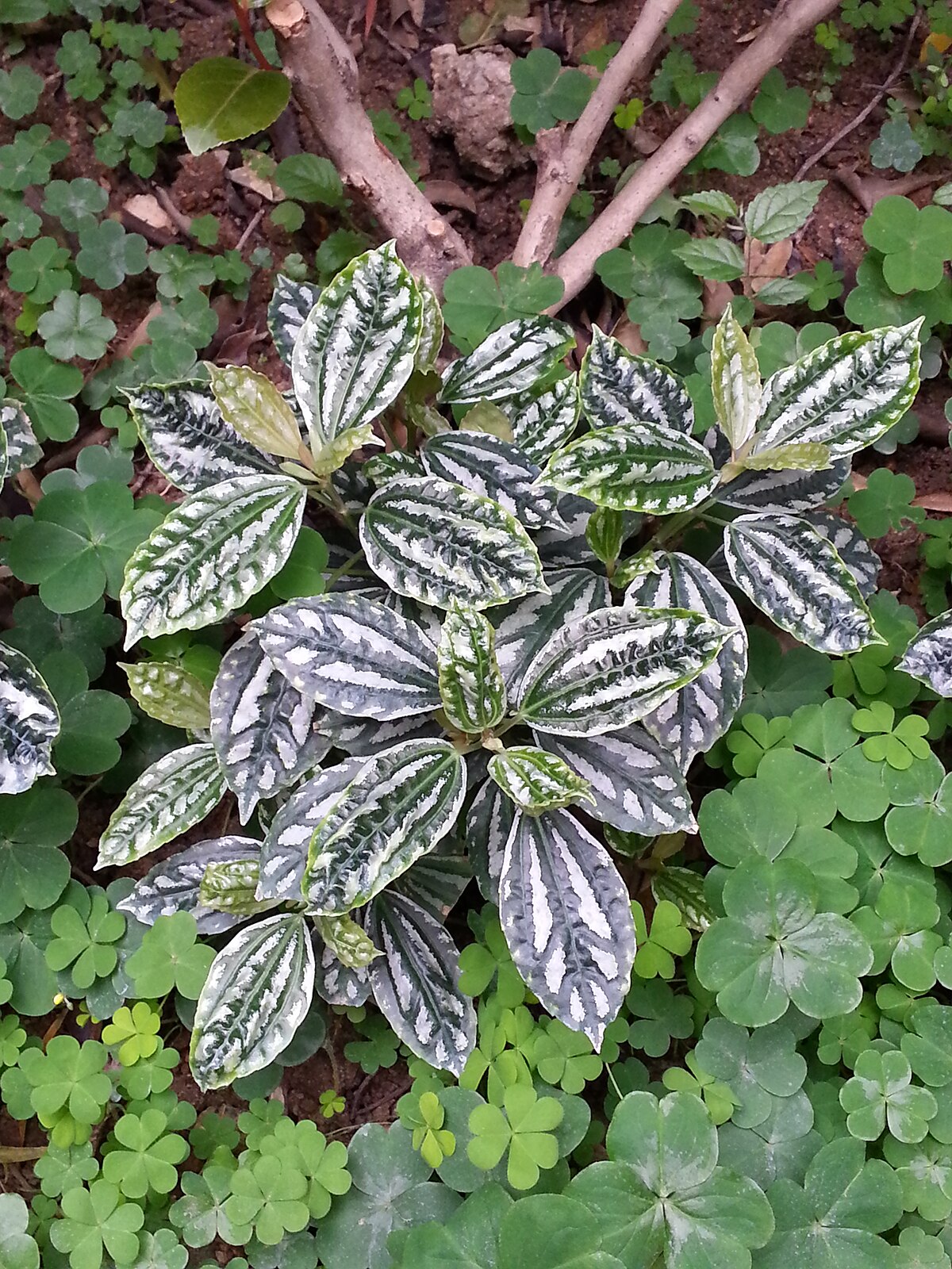 Pilea notata 冷水花.jpg