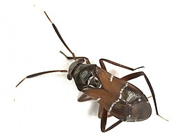 Pilophorus cinnamopterus