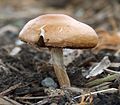 Ackerling (Agrocybe spec.) ?