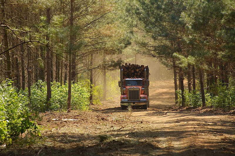 File:Pine tree thinning in Nacogdoches County, Texas. (24816729210).jpg