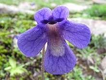 Květ Pinguicula balcanica.JPG