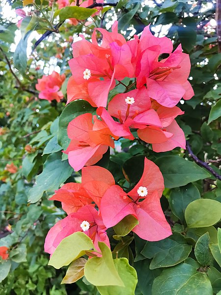 File:Pink Bougainvillea Flower.jpg