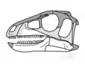 Pisanosaurus skull