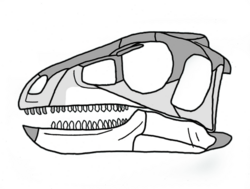 Pisanosaurus skull.png