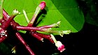 Pisonia minor Choisy - Flickr - Alex Popovkin, Bahia, Brazil (4).jpg