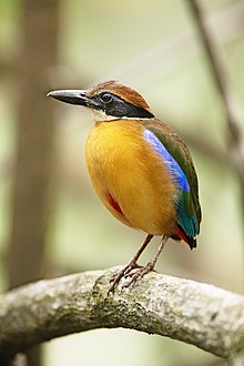 Pitta megarhyncha 1 - Singapore.jpg