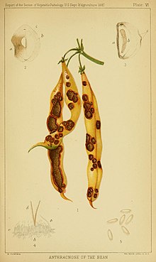 Anthracnose of the bean by Roberta Cowing Pl. VI Report of the Commissioner of Agriculture (U.S.) 1887.jpg