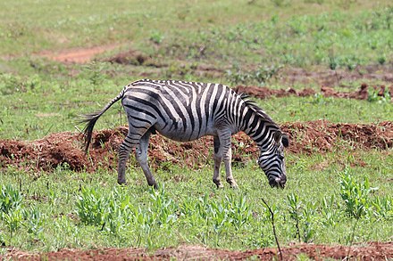 Burchell's zebra in Mlilwane Wildlife Sanctuary Plains zebra in Mlilwane Wildlife Sanctuary 02.jpg