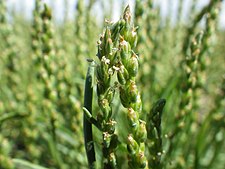 Plantago elongata, in Montana. Plantago elongata (7457390096).jpg