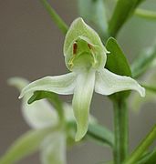 Fleur de platanthère à fleurs verdâtres.