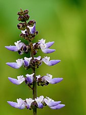 Chinese potato (Plectranthus rotundifolius)