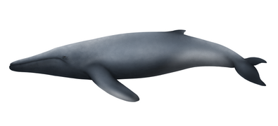 Life restoration of Plesiobalaenoptera hubachi