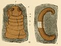 Thumbnail for Pleurojulidae