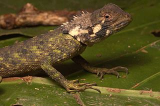 <i>Plica</i> (lizard) Genus of lizards