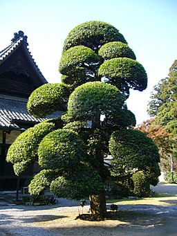 Podocarpus macrophyllus,katori-city,japan