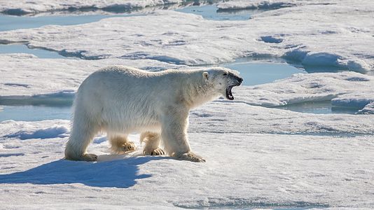Polar bear after unlucky hunt for a seal
