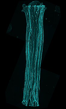 Decolorized Aniline Blue fluorescence image showing growing pollen tubes in a tomato pistil Pollinated Tomato Pistil.jpg